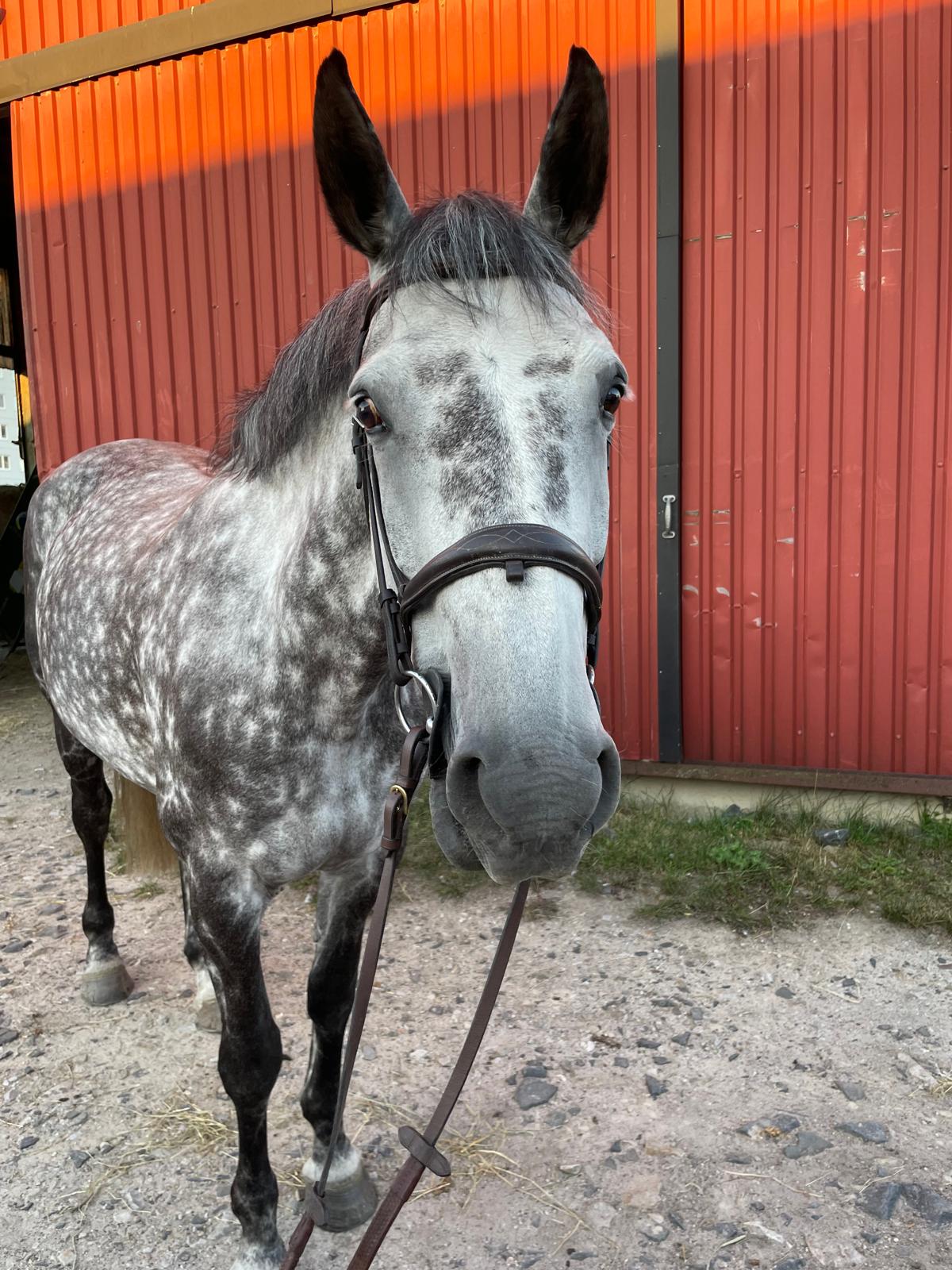 Lady